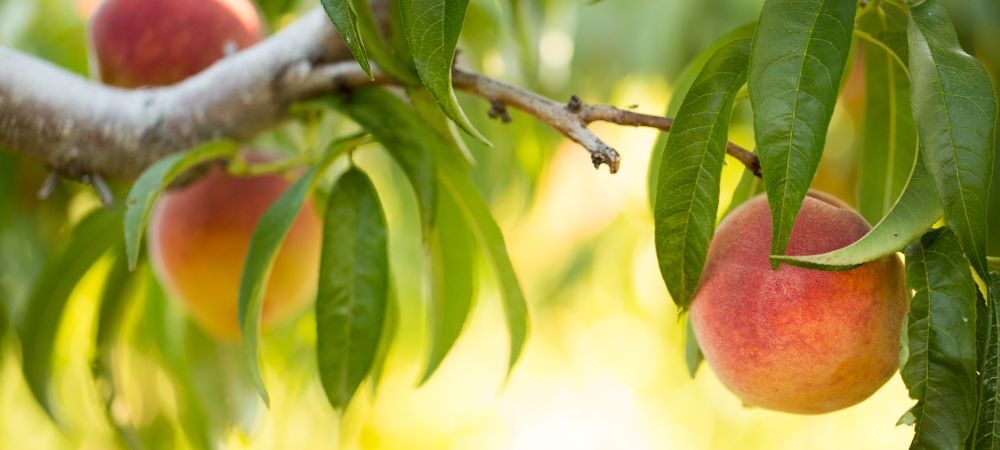 Ripe peaches on the branch
