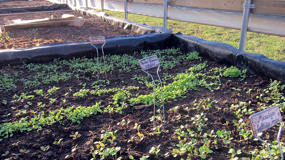 Ecosystem Soil Wicking Bes