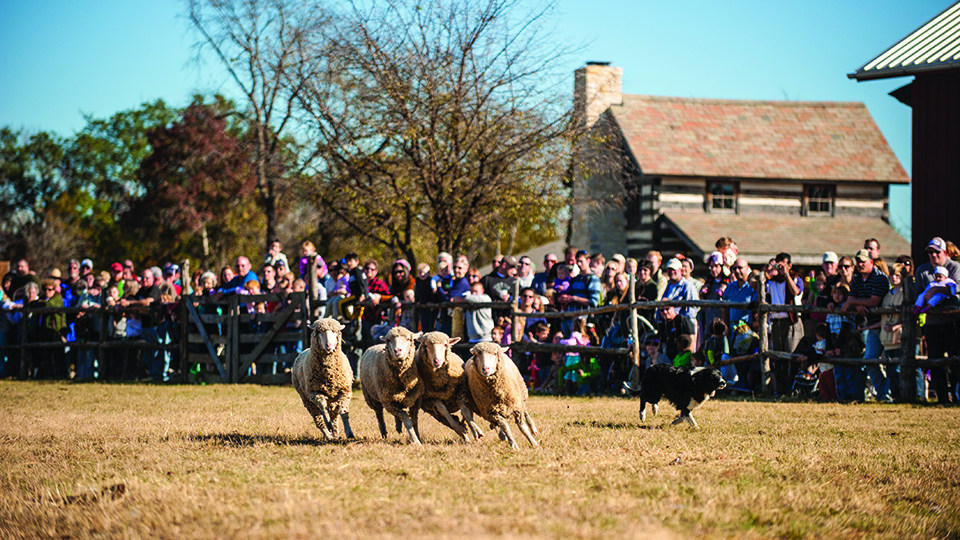Sheep Dog Demonstration