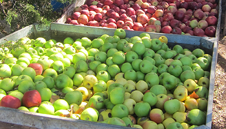 Apples for Apple Cider