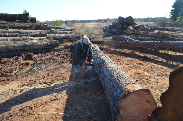 Cutting off the end of the perfect log in the lumber yard
